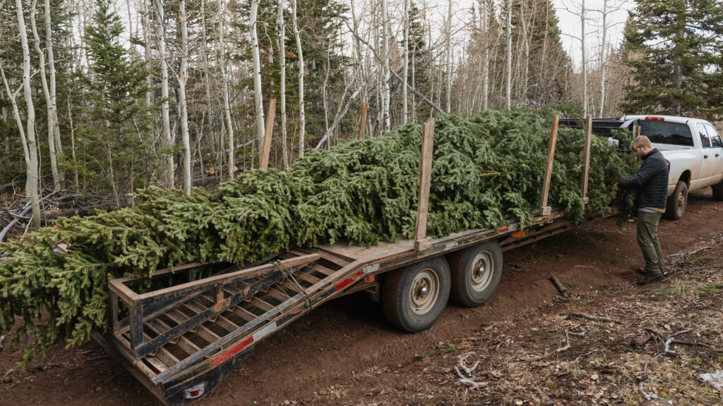 Man ties down cut fir trees on trailer