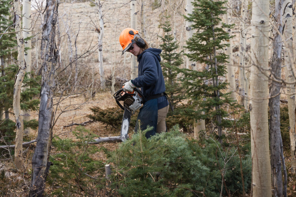 Woman with hardhat and chainsaw cuts fir tree branches