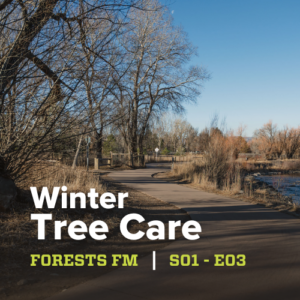 Winter tree care