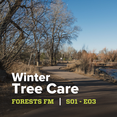 Winter tree care