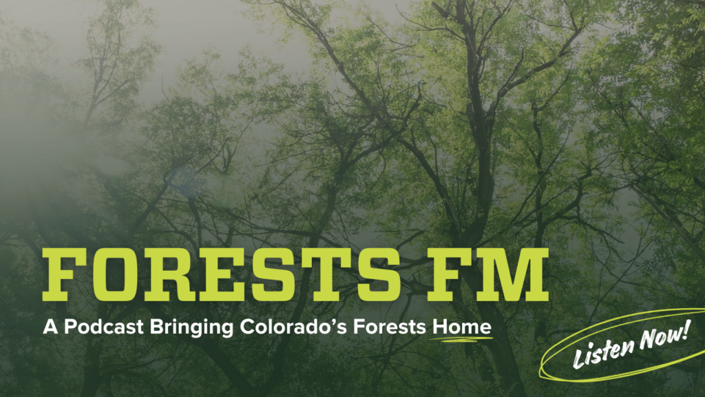 Forests FM
