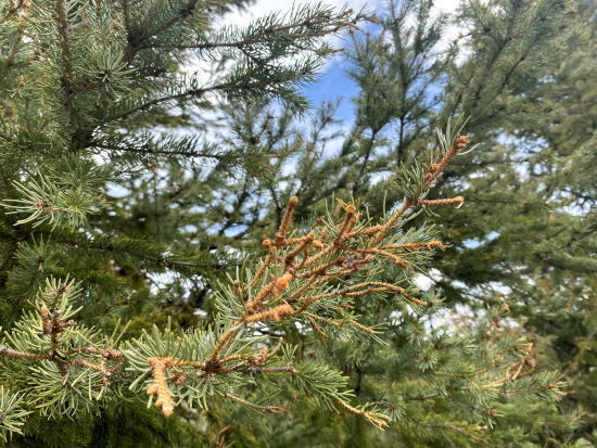 Western spruce budworm consumed the needles on the tips of this blue spruce branch.