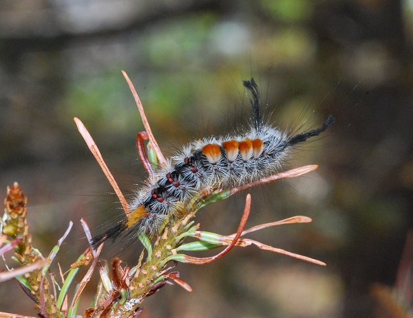 Douglas-fir tussock moth caterpillar crawling on the tip of an evergreen branch