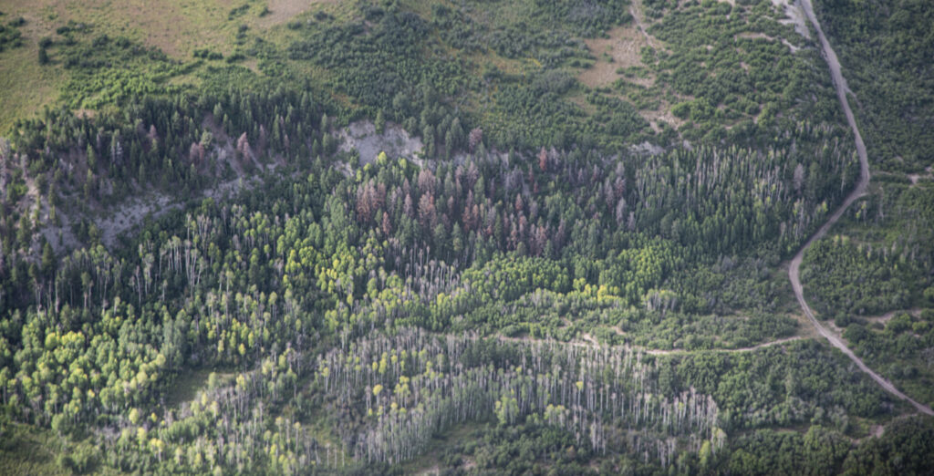 This forest in the west-central San Juan Mountains in eastern Dolores County is riddled with dead and dying trees attacked by Douglas-fir beetles.