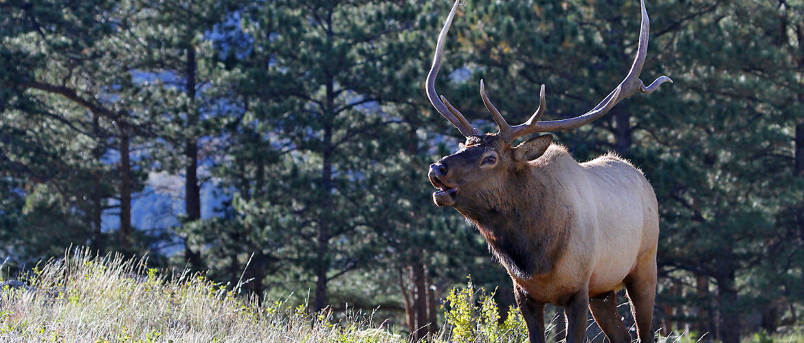 bull elk bugles in a coniferous forest.