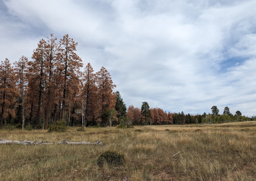 Roundheaded pine beetle and associated native pine bark beetles killed these trees in the San Juan National Forest.