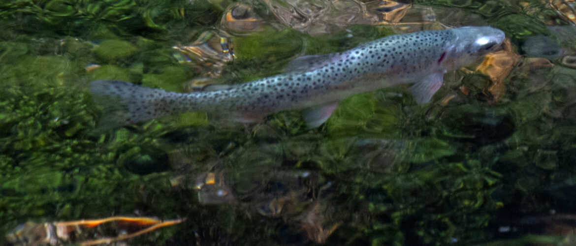 greenback trout swimming in river.