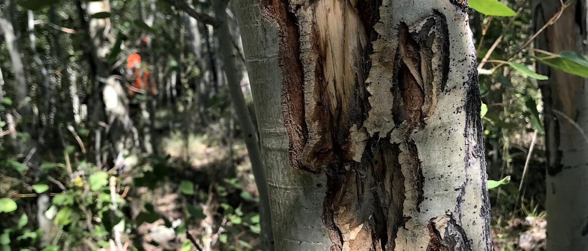 aspen tree with lesions in the bark from gnawing by ungulates.