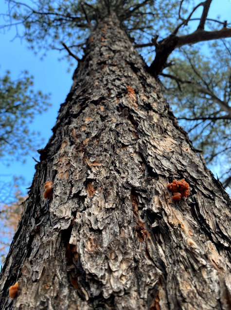 Pitch tubes from mountain pine beetle attack are present on the bark. 