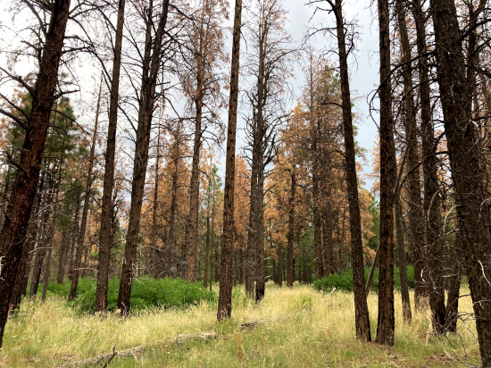 Ponderosa pines near Norwood killed by the mountain pine beetle and other bark beetles