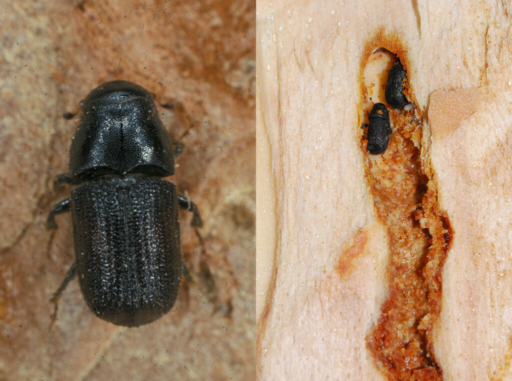 side by side photos of a mountain pine beetle and a mated pair of spruce beetle