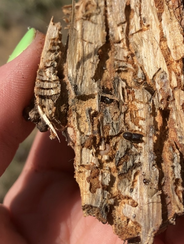 Pinyon ips bark beetles and their tunnel galleries on a piece of pinyon wood
