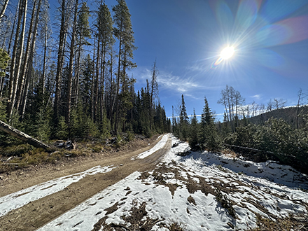 sunny sky on a partially snow-covered dirt row that goes through a coniferous forest.