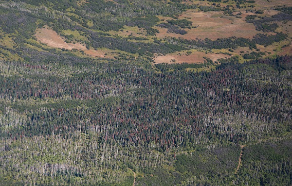 Trees with a reddish hue killed by western balsam bark beetle dot these forests in Routt County