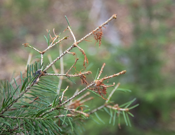 Western spruce budworm consumed the needles on the tips of this branch.