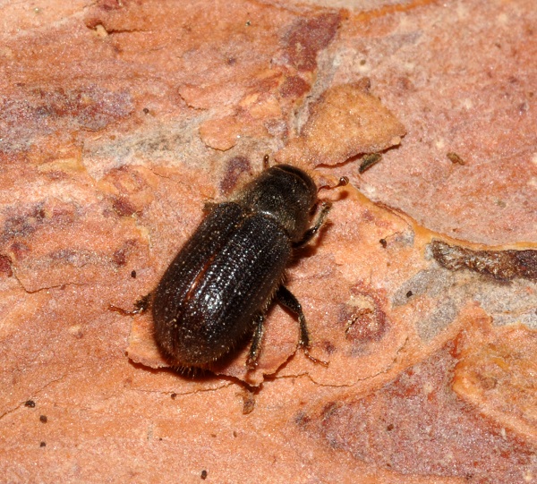 Adult spruce bark beetle on a piece of tree bark