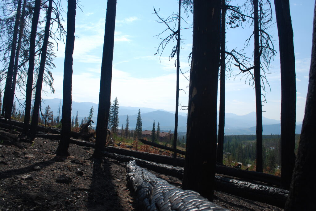 Burned logs in a forest with a distant mountain range visible on the horizon