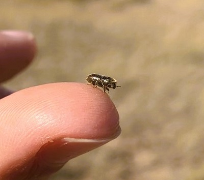 Close-up of a pinyon Ips beetle standing on a person's thumb