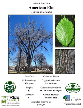 scientific poster that contains three photos of an American elm tree, a leaf and its bark as well as tree facts: estimated age 128 years, Height: 80', Diameter: 4.1' and Estimated Values: Oxygen Production: 118 lbs/year, carbon sequestration 44.3 lbs/year, $0.43/year, carbon storage, 6.9tons, $135, estimated tree value: $77,729.