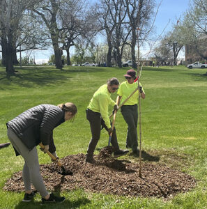 three people plant a tree on Colorado State University campus.