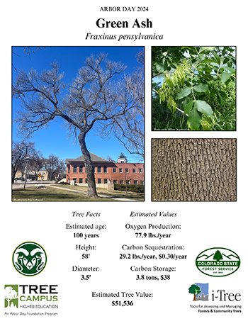 scientific poster that contains three photos of a green ash tree, a leaf and its bark as well as tree facts: estimated age 100 years, Height: 58', Diameter: 3.5' and Estimated Values: Oxygen Production: 77.9 lbs/year, carbon sequestration 29.2 lbs/year, $0.30/year, carbon storage, 3.8 tons, $38, estimated tree value: $51,536.