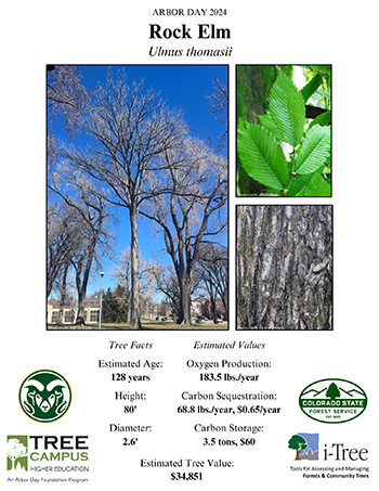 scientific poster that contains three photos of a rock elm tree, a leaf and its bark as well as tree facts: estimated age 128 years, Height: 80', Diameter: 2.6' and Estimated Values: Oxygen Production: 183.5 lbs/year, carbon sequestration 68.8 lbs/year, $0.65/year, carbon storage, 3.5 tons, $60, estimated tree value: $34,851.