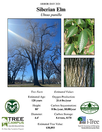 scientific poster that contains three photos of a Siberian elm tree, a leaf and its bark as well as tree facts: estimated age 128 years, Height: 80', Diameter: 4.4' and Estimated Values: Oxygen Production: 21.6 lbs/year, carbon sequestration 8 lbs/year, $0.08/year, carbon storage, 8.4 tons, $170, estimated tree value: $38,893.