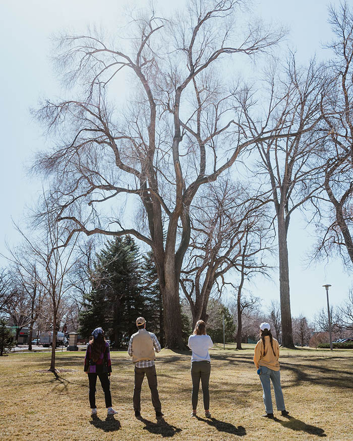 four CSU students look up at a large tree on campus.