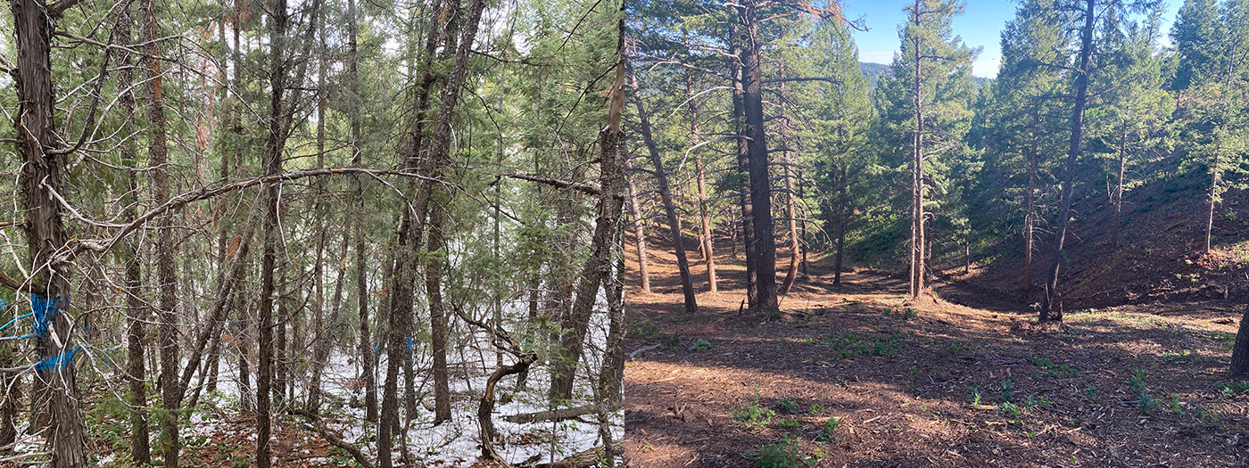 before and after photos of overgrown forest landscapes with a variety of trees.