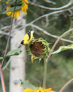 American goldfinch perches atop a sunflower and eats seeds.
