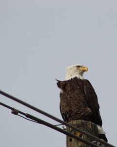 bald eagle sits atop a power line pole