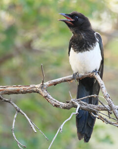 black-billed magpie on a limb
