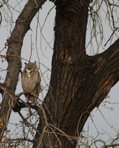 great-horned owl sits on branch in tree
