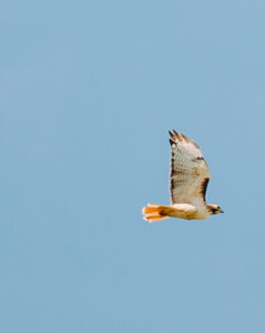 red-tailed hawk soars through a blue sky