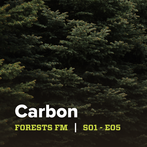 Carbon sequestration. Carbon stock. Flux. Source. Sink. We hear these words a lot, but what do they actually mean, and how do forests and trees in Colorado affect climate change?