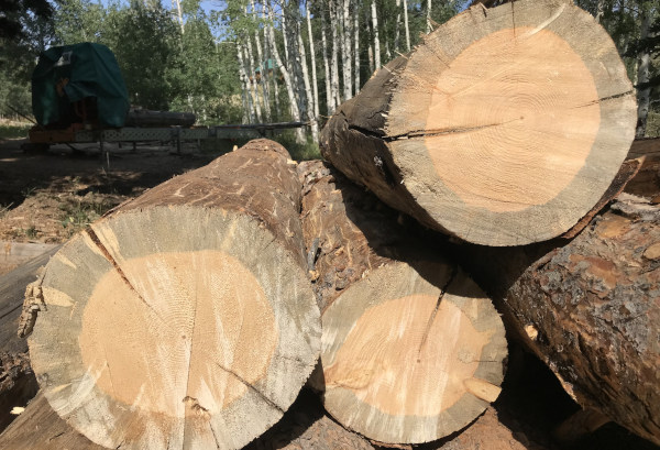 Logs showing blue stain caused by mountain pine beetles