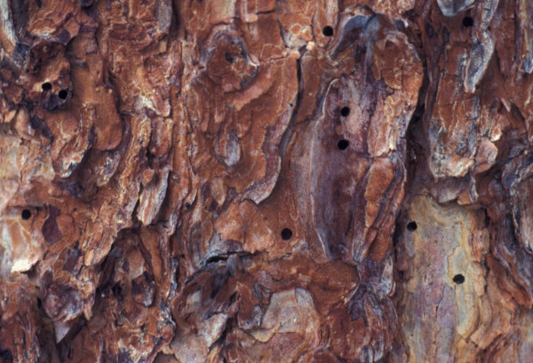 Mountain pine beetle exit holes on tree bark