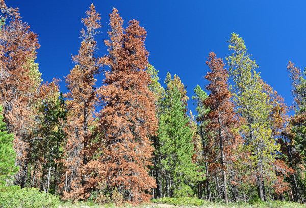 Trees infested with mountain pine beetles