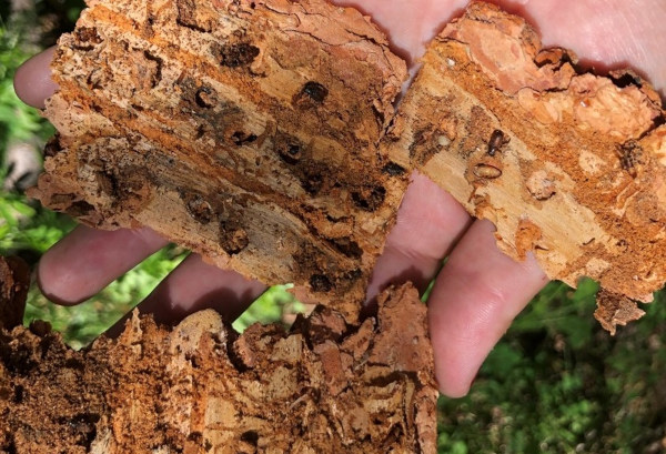 Galleries on the underside of the bark or on the trunk of a tree when the bark is removed may indicate the presence of bark beetles. Photo: CSFS