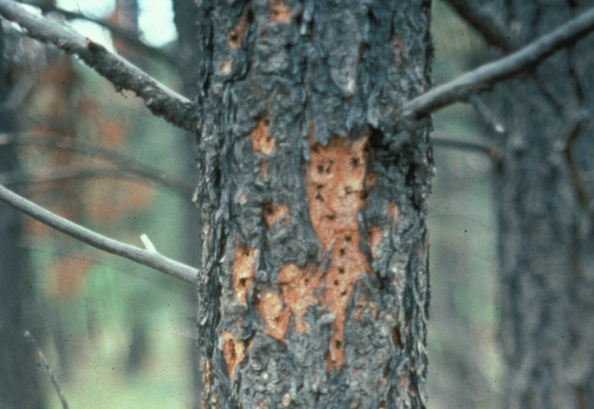 Woodpecker marks on a mountain pine beetle-infested tree