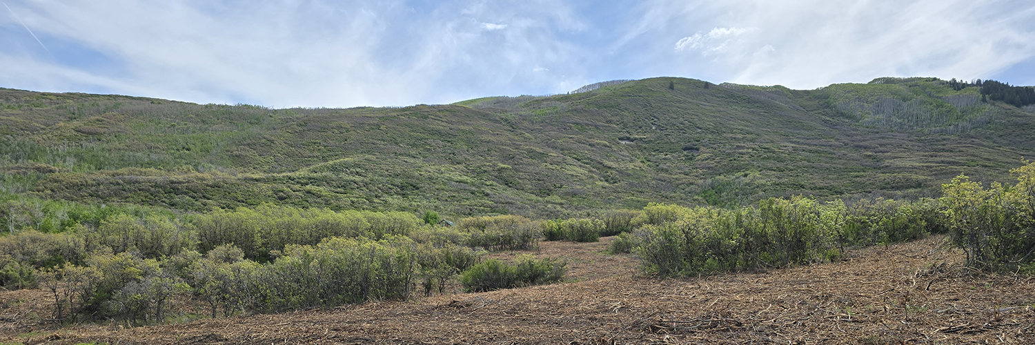 expanse of woody shrublands after a fuels reduction project.