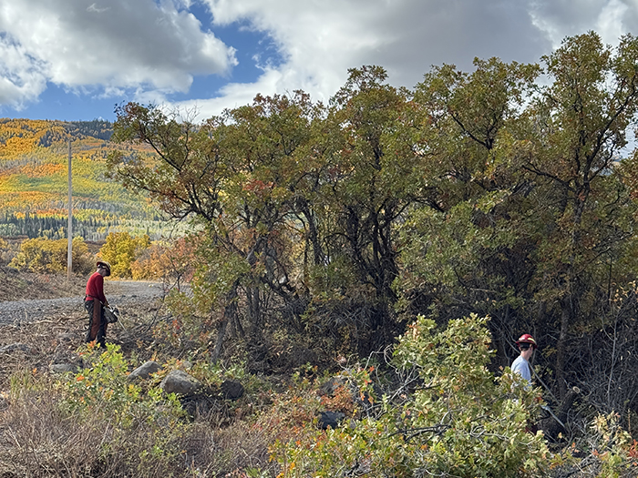 two people use chainsaws to clear vegetation out of a fuelbreak.
