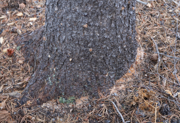 Boring dust present in tree bark and at the base of a tree indicating mountain pine beetle activity