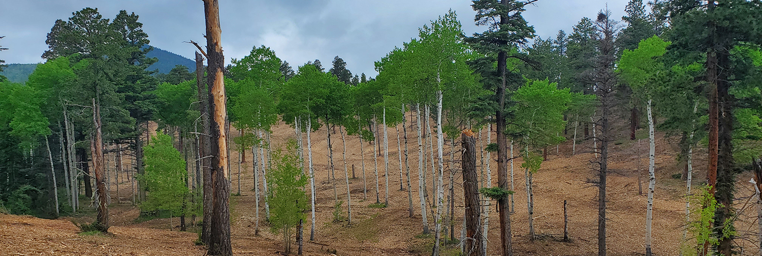 aspen trees on a recently cleared hillside.