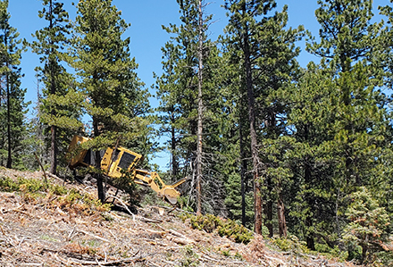 heavy machinery on a slope next to forest.
