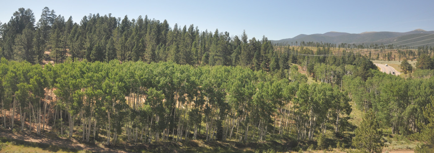 Trees lining Poncha Pass near a road.