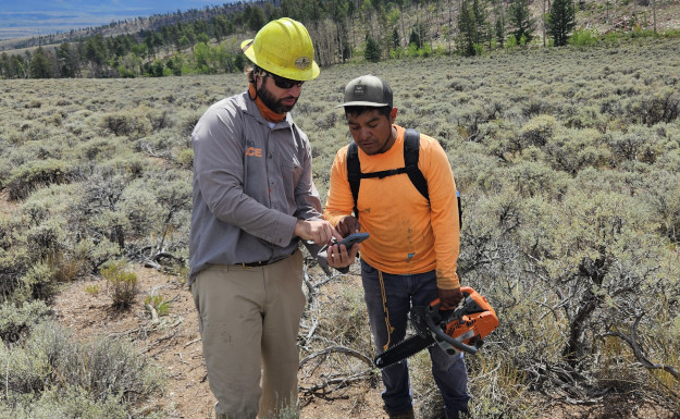 A CSFS forester consulting about tree removal near Poncha Pass