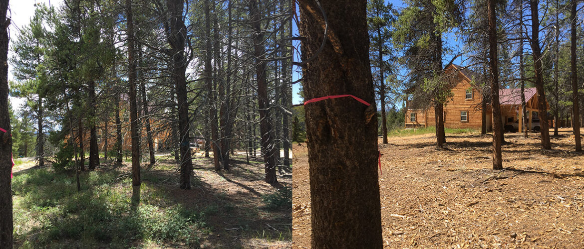 two photos side by side that show before and after wildfire mitigation treatments.