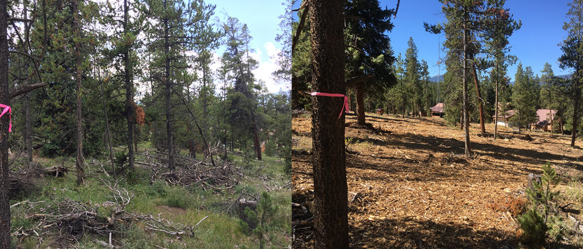 two photos side by side that show before and after wildfire mitigation treatments.