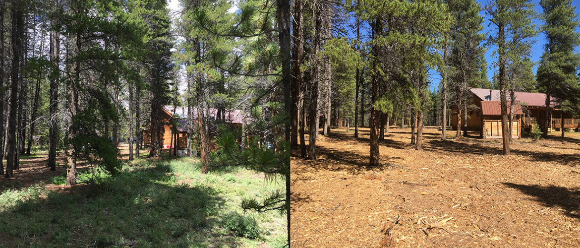 two photos side by side that show before and after wildfire mitigation treatments.